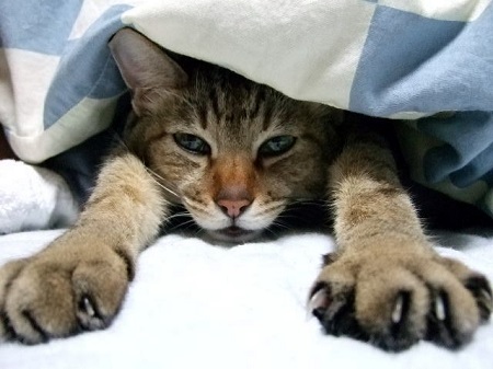 布団の中でノビをする猫