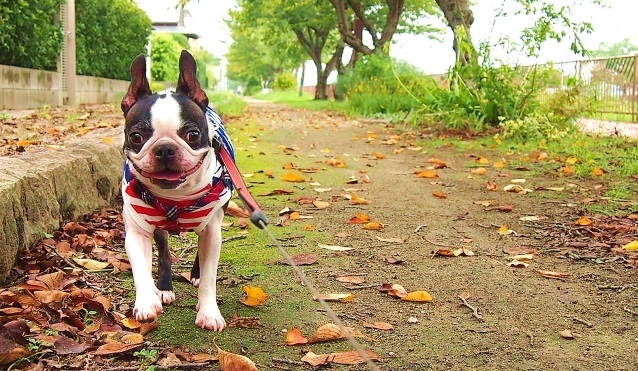 秋の散歩を楽しむ犬