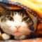 コタツと猫